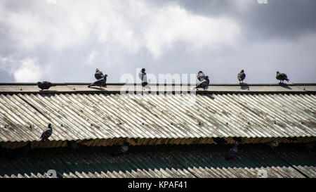 Les pigeons qui sont perchées sur le toit Banque D'Images
