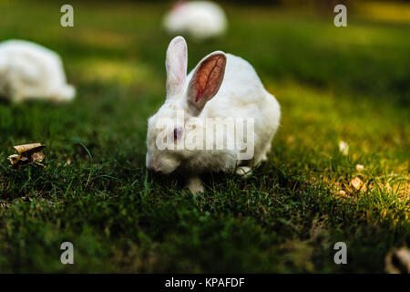 Couleur blanc Bunny mange de l'herbe Banque D'Images