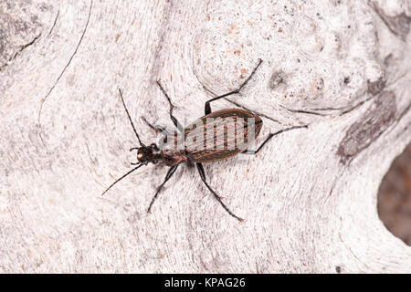 Zabre granulé (Carabus granulatus) adulte au repos sur bois, Monmouth, Wales, Août Banque D'Images