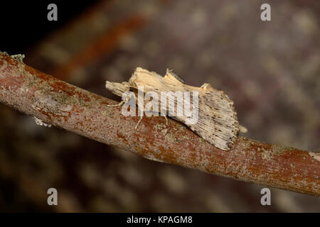 Espèce d'éminents pâle (Pterostoma palpina) adulte au repos sur des rameaux, Monmouth, Wales, Août Banque D'Images