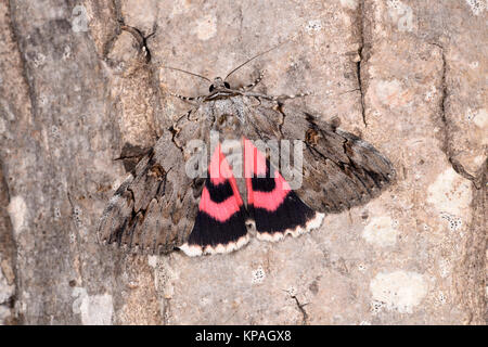 Ailes rose (Catocala electa) papillon adulte sur tronc d'arbre, montrant rewar couleur et le motif de l'aile, en captivité. Banque D'Images