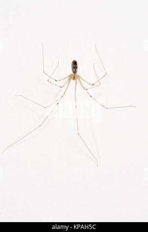 Cave aux longues jambes ou le crâne (Pholcus phalangioides) araignée accroché sur mur blanc, Monmouth, Wales, Août Banque D'Images