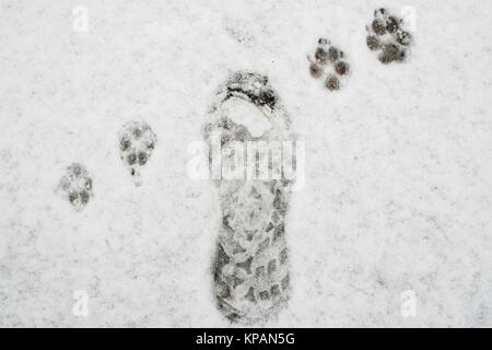 Poznan, Pologne, Grande Pologne. 14 Décembre, 2017. 14 décembre 2017 - Poznan, Pologne - hiver frappe à la porte de l'automne. La neige humide était tombée depuis le matin, mais il a rapidement commencé à fondre. Cette fois, l'automne a gagné. Credit : Dawid Tatarkiewicz/ZUMA/Alamy Fil Live News Banque D'Images