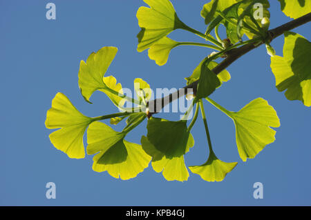 Feuilles de l'arbre de ginkgo dans la lumière du soleil Banque D'Images