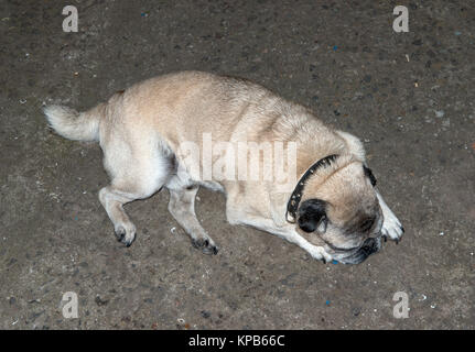 Close-up high angle view of fun de pug c'est dormir sur un sol en béton. Banque D'Images