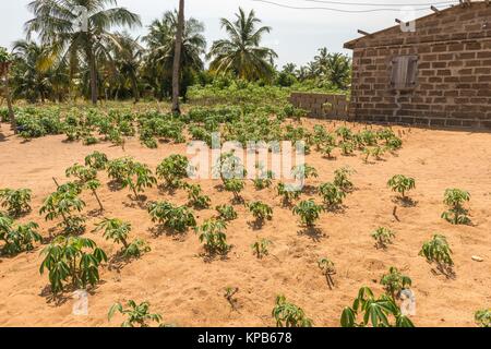 Maniok (Maniok esculenta) plantes ou du manioc sur un champ de sable, Région de la Volta, Anloga, Ghana, Afrique Banque D'Images