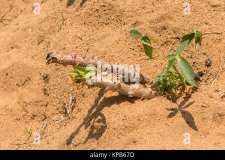 Maniok (Maniok esculenta) plantes ou du manioc sur un champ de sable, Région de la Volta, Anloga, Ghana, Afrique Banque D'Images