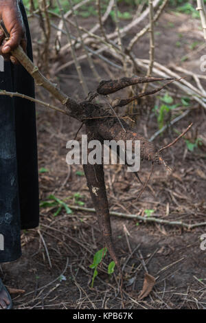 La récolte des racines de manioc manioc dans un champ, village près de Mafi-Kumase Bon, Région de la Volta, au Ghana Banque D'Images