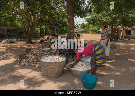 Les femmes l'épluchage et lave-manioc avec une machette, village près de Mafi-Kumase Bon, Région de la Volta, au Ghana, l'Afrique Banque D'Images