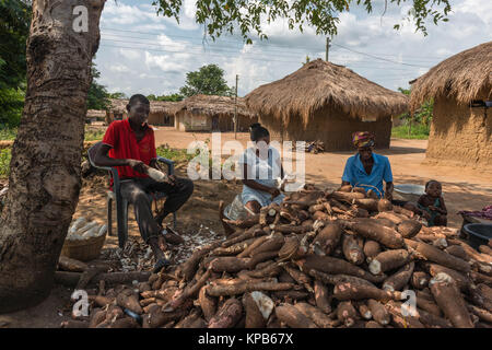 Peeling femmes manioc avec une machette, village près de Mafi-Kumase Bon, Région de la Volta, au Ghana, l'Afrique Banque D'Images