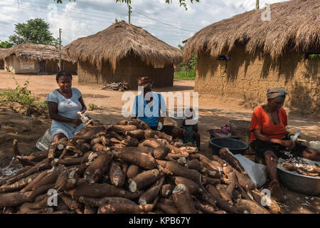 Peeling femmes manioc avec une machette, village près de Mafi-Kumase Bon, Région de la Volta, au Ghana, l'Afrique Banque D'Images