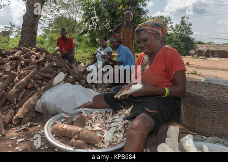 Peeling femmes manioc avec une machette, village près de Mafi-Kumase Bon, Région de la Volta, au Ghana, l'Afrique Banque D'Images