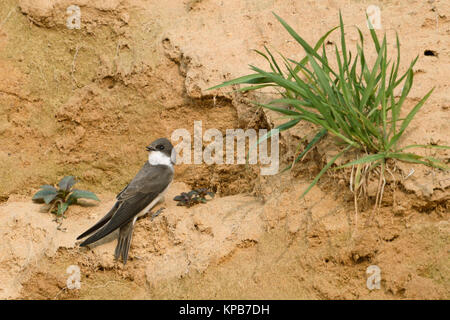 Sand Martin / Hirondelle de rivage Riparia riparia)( tout juste d'arriver dans leurs territoires de reproduction, le chant, une cour, recherche de partenaire, la faune, l'Europe,. Banque D'Images