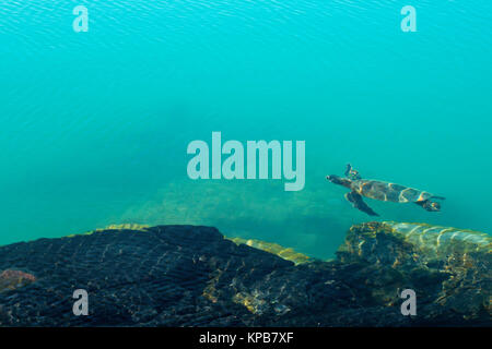 Des tortues de mer vertes (Chelonia mydas) piscine Un bassin de l'océan. New York, USA Banque D'Images