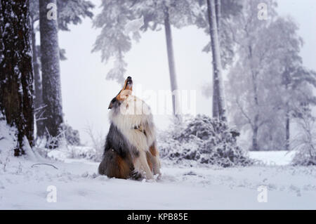 Chien colley assis, à regarder en ordre décroissant à partir de la boule au-dessus. Assis sur des bois enneigés avant de Leith Hill, Dorking. Décembre 2017. Banque D'Images