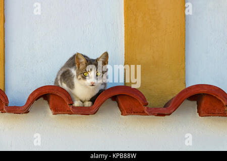 Un tabby bicolore chat blanc reposant sur des tuiles rouges décoratifs regarder curieusement, Rhodes, Grèce. Banque D'Images