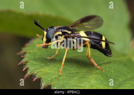 Hoverfly (Chrysotoxum bicinctum) lissage lui-même sur la feuille. Cahir, Tipperary, Irlande. Banque D'Images