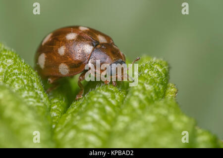 Spot Ladybird crème (Calvia) quattuordecimguttata reposant sur une feuille. Cahir, Tipperary, Irlande. Banque D'Images