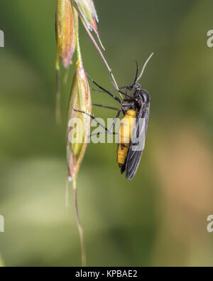 Ailes Sombres (Terreaux Sciara hemerobioides) sur les semences d'herbe. Cahir, Tipperary, Irlande. Banque D'Images