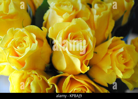 roses jaunes Banque D'Images