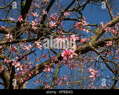 Arbre de soie rose Blossom Banque D'Images