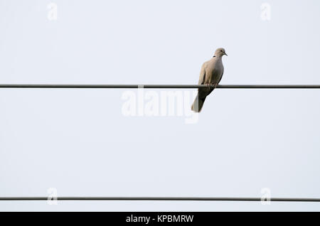 Pigeon sur fil électrique Banque D'Images