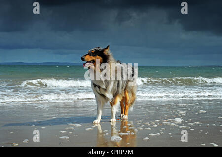 Chien colley standing on beach à Dingle, Irlande. Banque D'Images