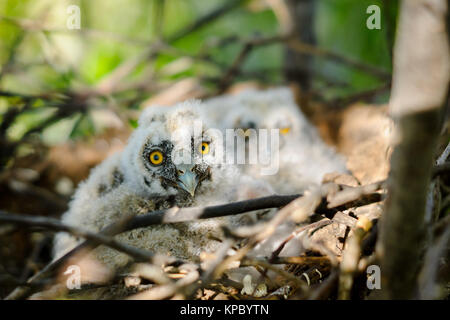 Hibou moyen-petits poussins dans le nid Banque D'Images