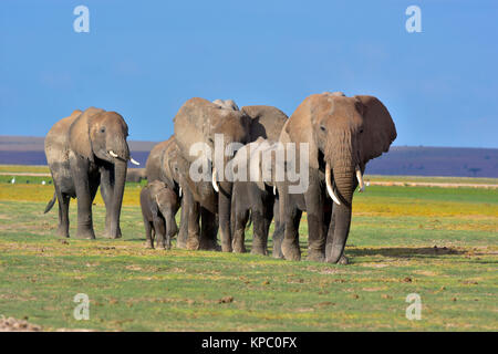 Les éléphants dans le parc national Amboseli près de Kilimandjaro au Kenya. Banque D'Images