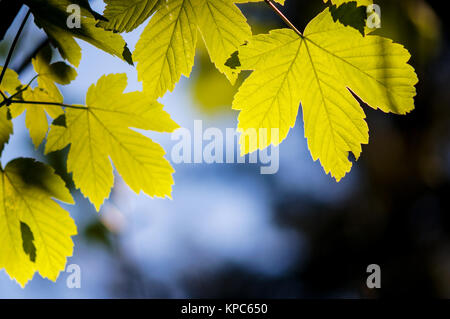 feuilles de hêtre Banque D'Images