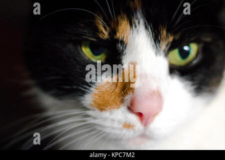 Chat Calico à dans à la distance Banque D'Images