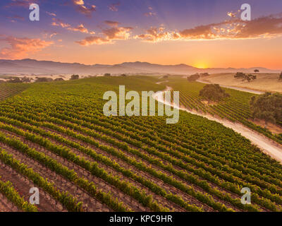 Vue aérienne de la vigne au lever du soleil, Santa Ynez Valley, Californie Banque D'Images