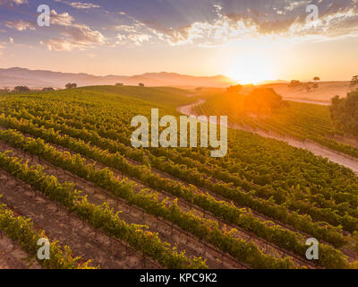 Vue aérienne de la vigne au lever du soleil, Santa Ynez Valley, Californie Banque D'Images