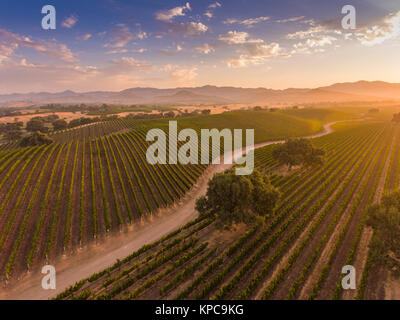 Vue aérienne de la vigne au lever du soleil, Santa Ynez Valley, Californie Banque D'Images