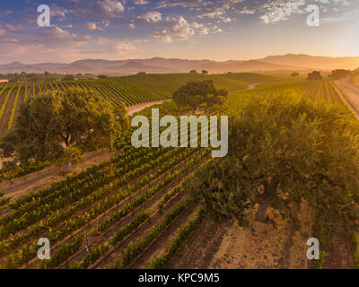 Vue aérienne de la vigne au lever du soleil, Santa Ynez Valley, Californie Banque D'Images