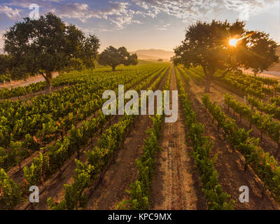 Vue aérienne de la vigne au lever du soleil, Santa Ynez Valley, Californie Banque D'Images