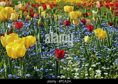 Tulipes rouges et jaunes avec vergissmeinnicht Banque D'Images