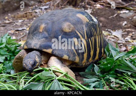 Tortue rayonnée (Astrochelys radiata), Nosy Komba, Madagascar Banque D'Images