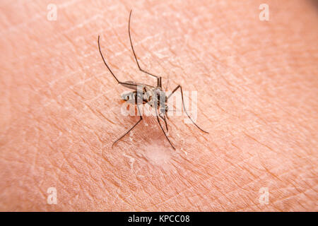 Close-up de sucer le sang des moustiques,les moustiques sont la propagation des microbes. Banque D'Images