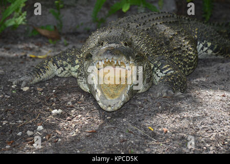 Crocodile de Cuba (Crocodylus rhombifer Miami, Floride, USA Banque D'Images
