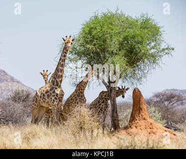 Un groupe de girafes dans la savane namibienne Banque D'Images