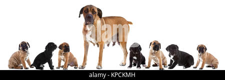 Mère et 7 de chiots Cane Corso Italiano ensemble , isolé sur blanc. Banque D'Images