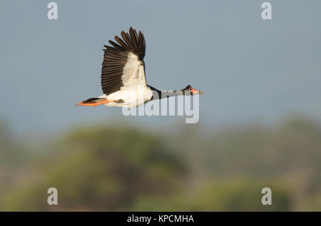 Magpie Goose, Anseranas semipalmata, en vol avec ciel bleu et vert fond feuillage with copy space Banque D'Images