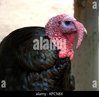 Les dindes dans une ferme Banque D'Images