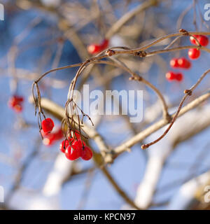 Les baies de la viorne rouge en hiver Banque D'Images