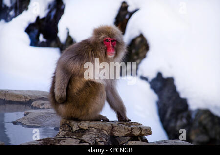 Macaque Monkey de neige près de Hot Springs Banque D'Images