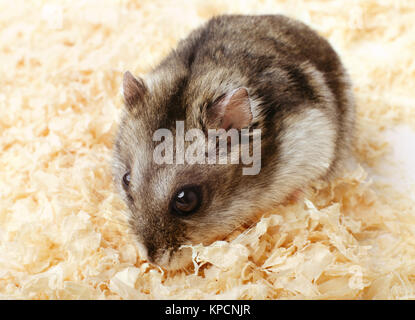 Hamster Djungarian de bran Banque D'Images