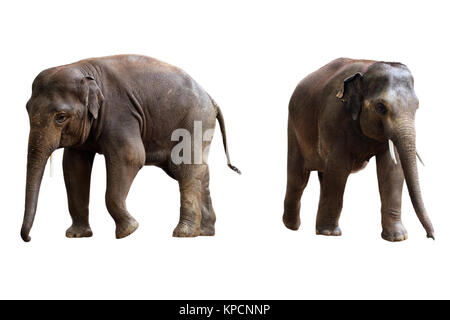 Deux éléphants isolated with clipping path Banque D'Images