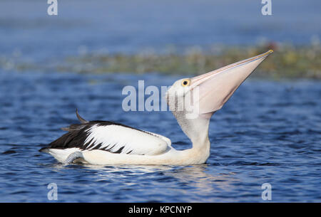 Un Australien, Pelecanus conspicillatus, avalant un poisson Banque D'Images