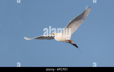 Un héron garde-boeuf, Ardea ibis, en vol avec fond de ciel bleu Banque D'Images